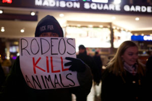 rodeos kill animals